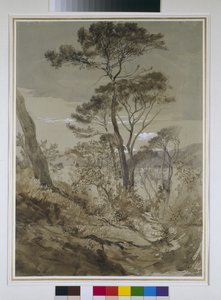 Pins parasols à Sestri, Golfe de Gênes, 30 avril 1845